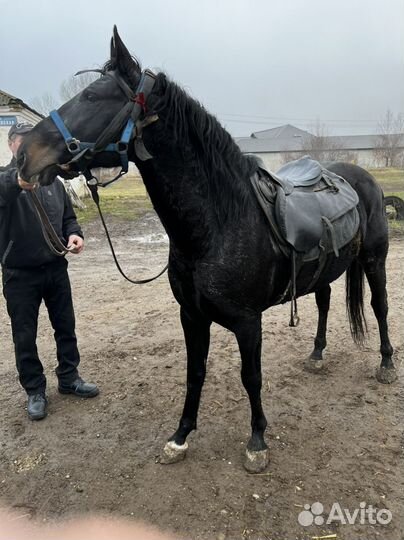 Кабардинский жеребец