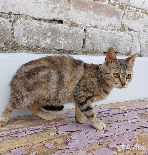 Кошка в добрые руки