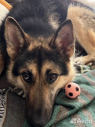 Собака в добрые руки