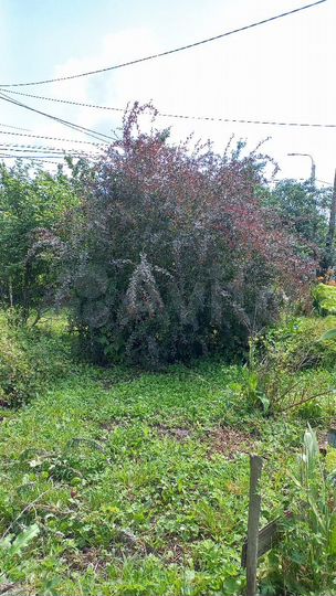 Участок 15,8 сот. (ИЖС)