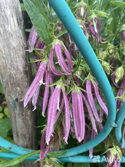 Тысячелистник гигант / колокольчики