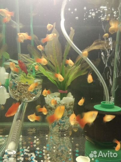 Пецилии сан сет