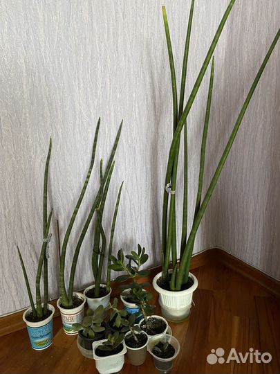 Комнатные цветы