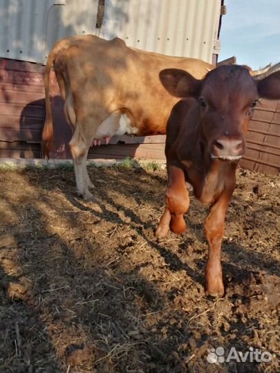 Корова дойная с теленком