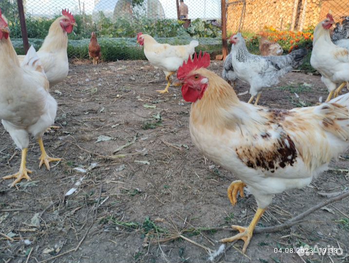 Петушков породы ломан Браун и Легорн серебристый