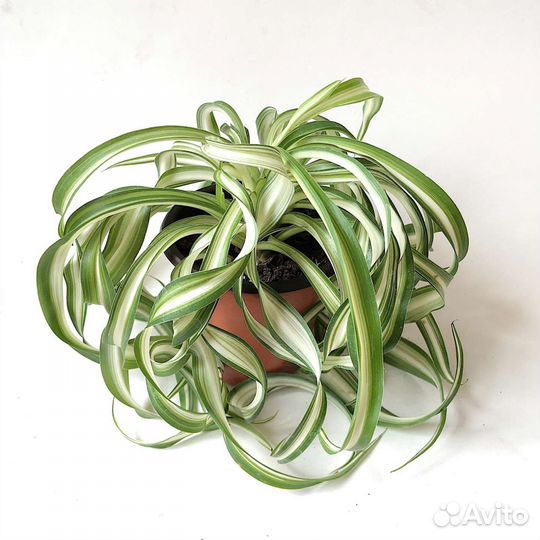 Хлорофитум кудрявый (кучерявый) Бонни