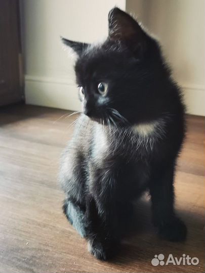 Котята метисы