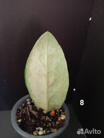 Замиокулькас вариегатный шорт лив