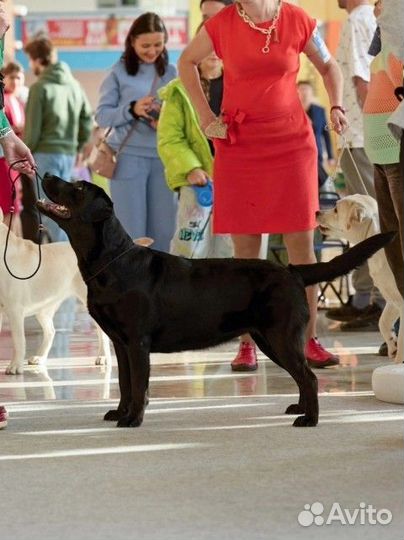 Щенки лабрадора