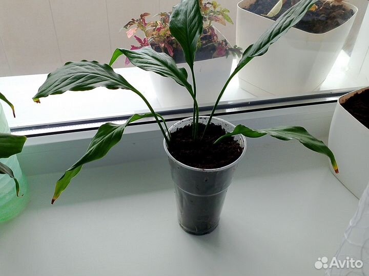 Спатифиллум женское счастье