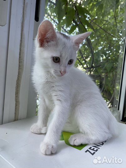 Котята в добрые руки бесплатно