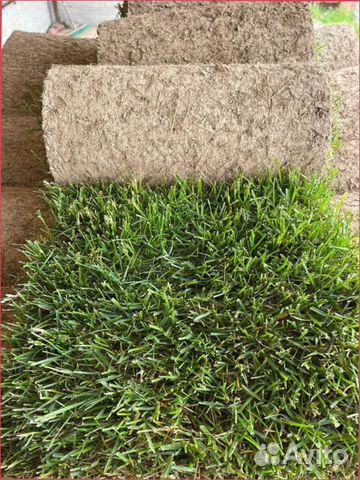 Рулонный газон от производителя