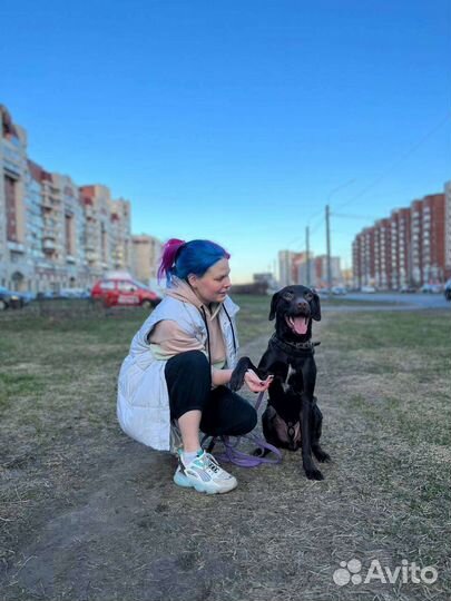 Выгул / передержка собак