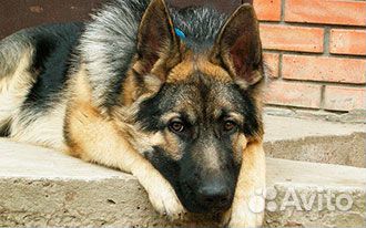 Кинолог, дрессировка собак. Весь Спб