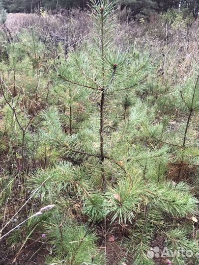 Саженцы сосны