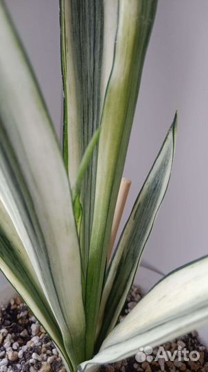 Сансевиерии разные