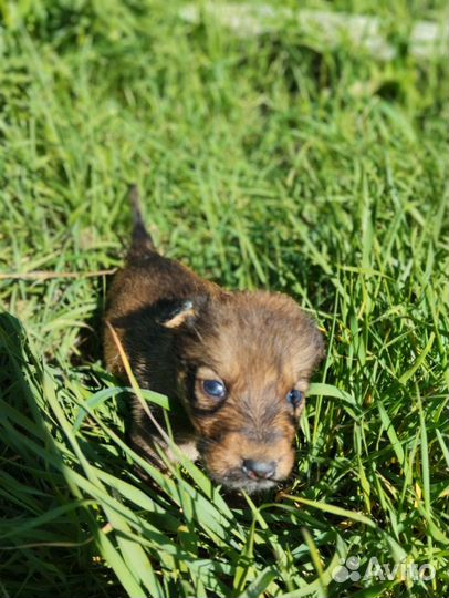 Двортерьер