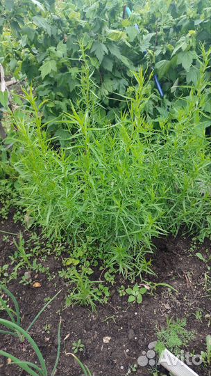 Эстрагон(Тархун)