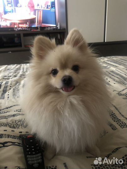 Померанский шпиц вязка кобель