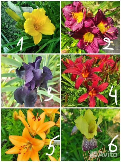 Цветы для сада, лилейники, ирисы и др