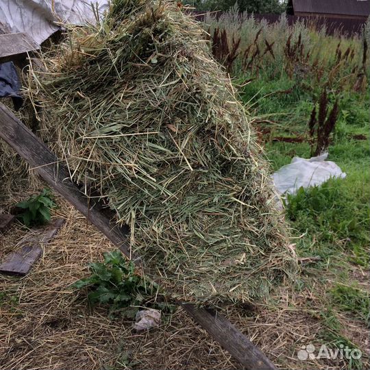 Сено в кипах