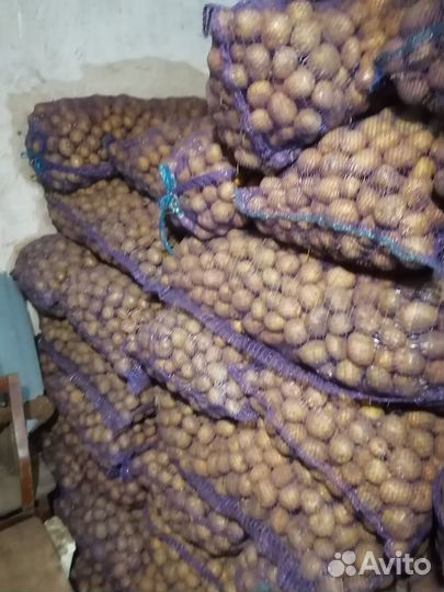 Семенной картофель