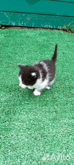 Кошка в дар