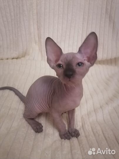 Продам котят Канадских сфинксов