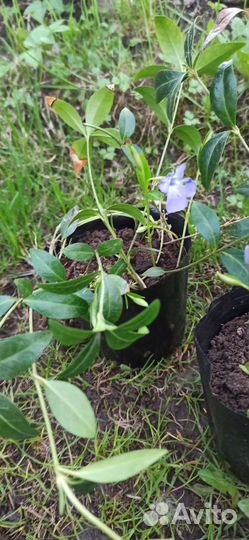 Барвинок, Вероника, Флокс, Гвоздика