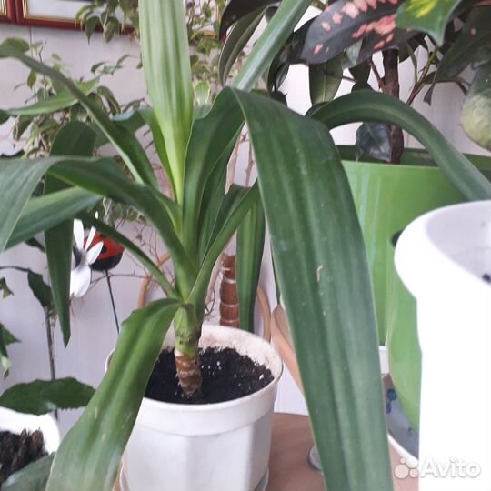 Комнатные цветы