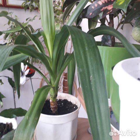 Комнатные цветы