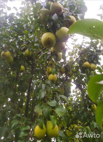 Продам саженцы плодово-ягодных культур