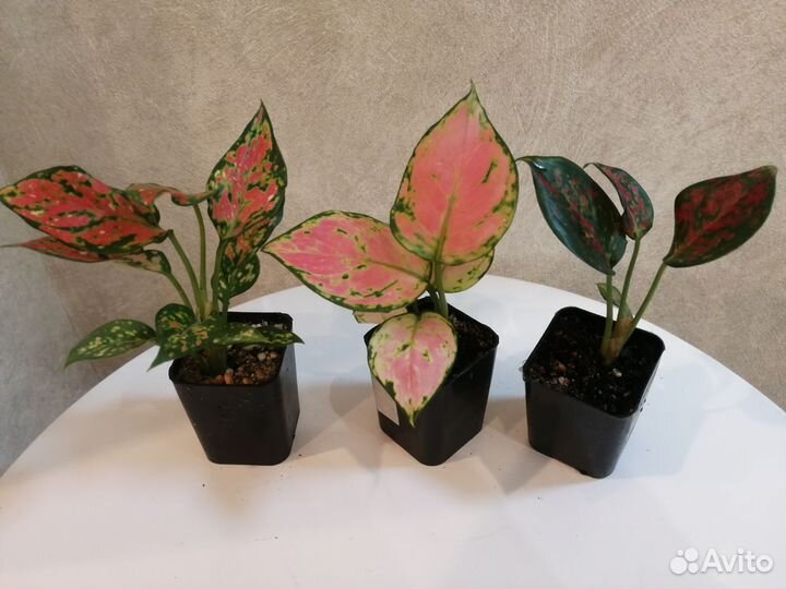 Аглаонемы наборы