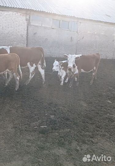 Телки этого года