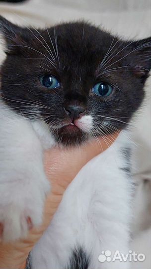 Кошка в дар бесплатно