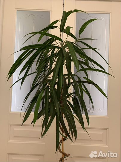 Продам фикус Али