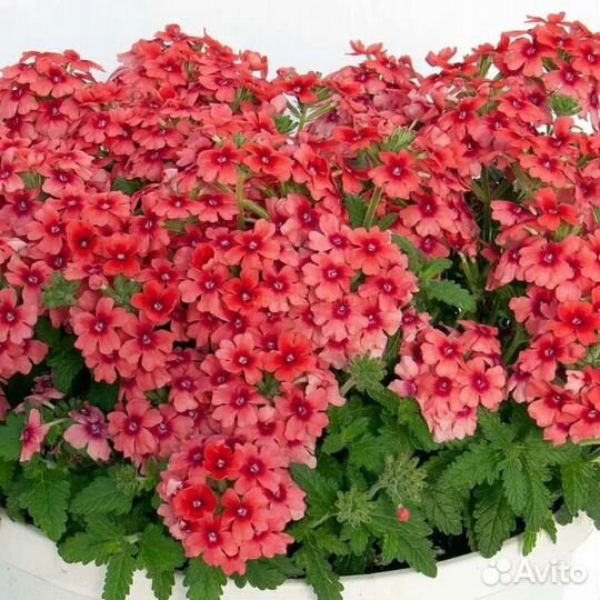 Вегетативная Вербена Lascar Mango Orange