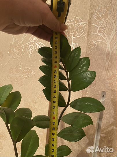 Замиокулькас