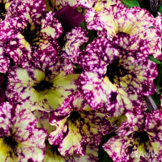 Черенки вегетативной петунии