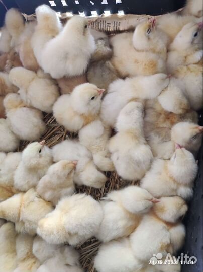 Цыплята суточные