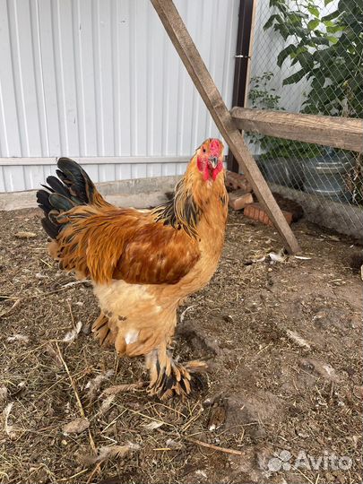 Петух Брама