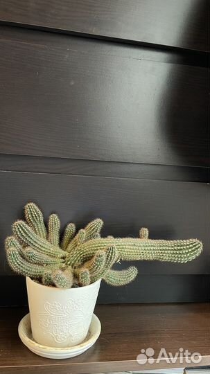 Кактус арахисовый (эхинопсис стелющийся)