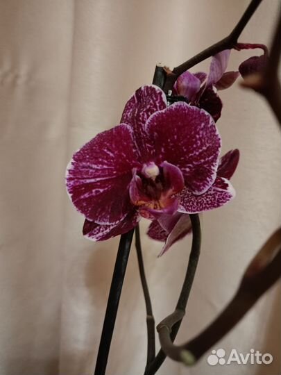 Орхидея фаленопсис