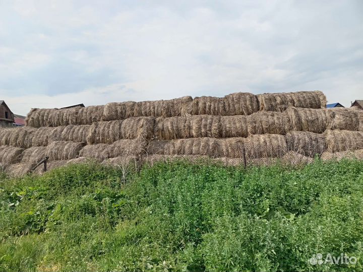 Продам сено в рулонах в тюках