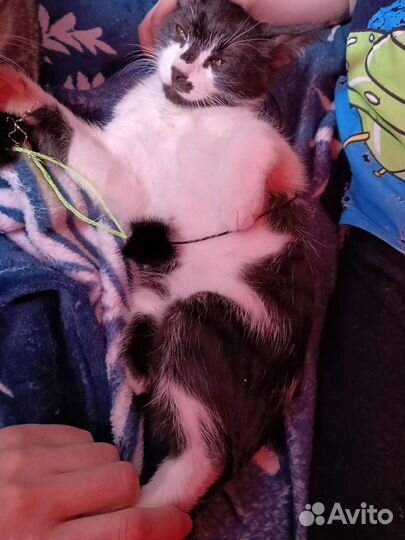 Катенок метис с 3мя лапками