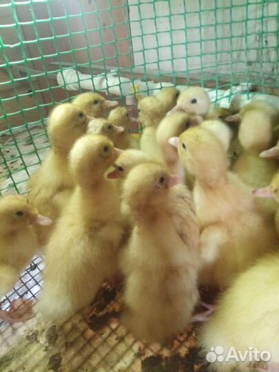 Утята стар 53