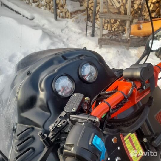 Бурлак- беркут