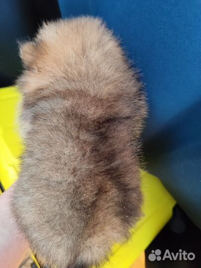 Померанский Шпиц мини