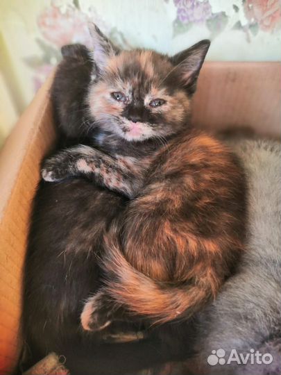 Кошки,потомки вислоухой британки