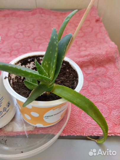 Папоротник, алоэ